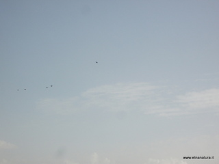 lle del Simeto-24-02-2013 10-37-13